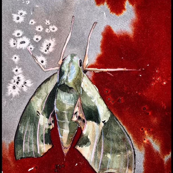 Watercolor moth study — recent post by Laurie Werth