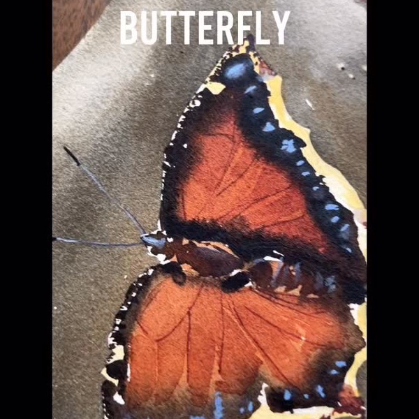 Butterfly watercolor study — recent post by Laurie Werth