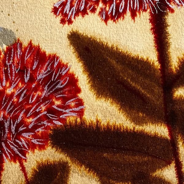 Autumn sedum botanical study — recent post by Laurie Werth